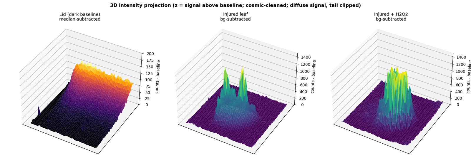 Three 3D surface plots of signal above baseline: a low flat dark-lid baseline on the left, the injured leaf with a few tall peaks in the centre, and injured plus H2O2 with many more and higher peaks on the right.