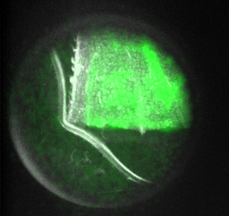 A leaf glowing faint green against black: biophoton emission overlaid on a grey brightfield outline of the compass plant leaf.