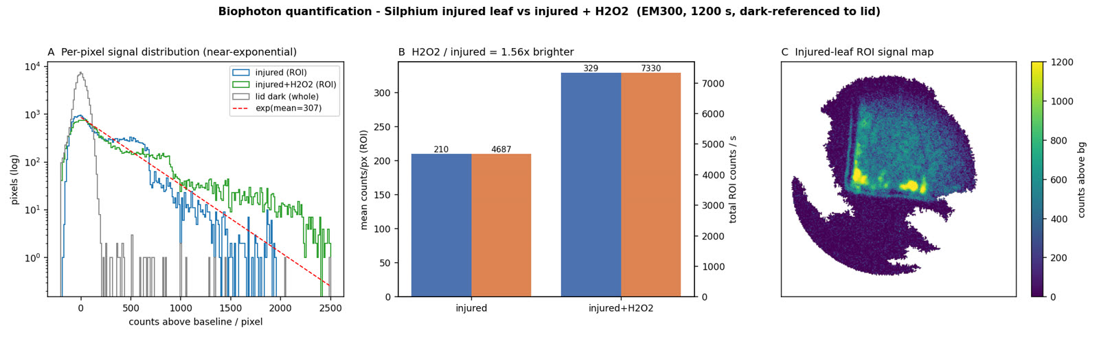 Three panels: a near-exponential per-pixel signal distribution, a bar chart showing injured+H2O2 at 1.56 times the total emission of injured alone, and a false-colour map of the injured leaf with bright hotspots.