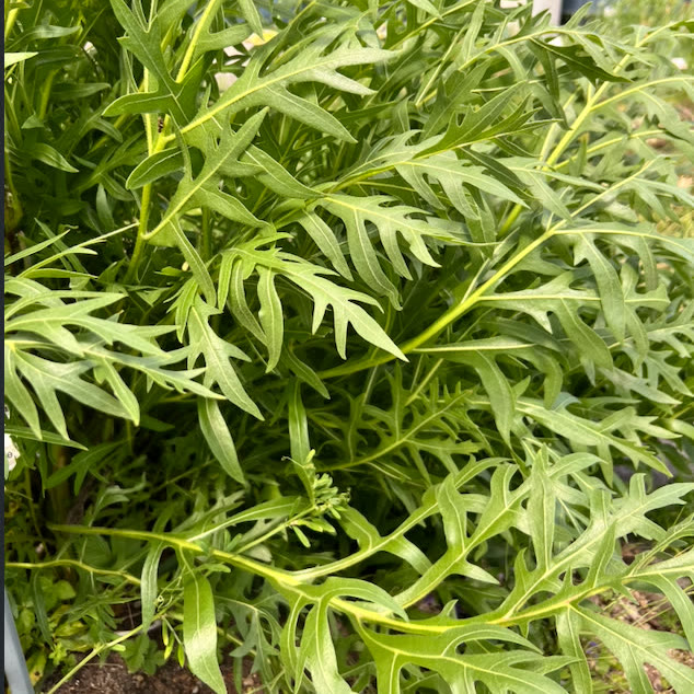 A bushy compass plant (Silphium laciniatum) with deeply lobed green leaves growing in a raised bed outdoors.