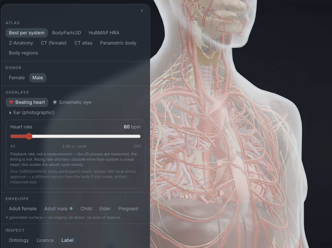 Close-up of the viewer's control panel with the beating heart overlay enabled: a heart rate slider set to 60 bpm above a provenance note, next to a translucent upper body showing vessels and organs.